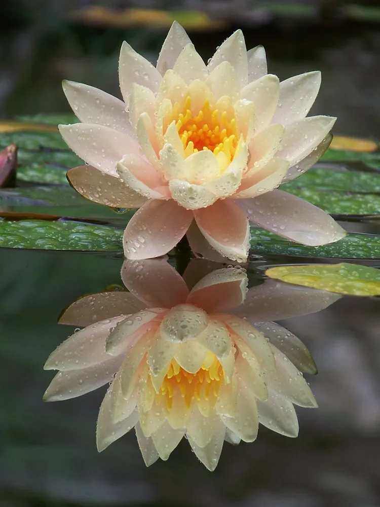 A pink lotus flower in bloom