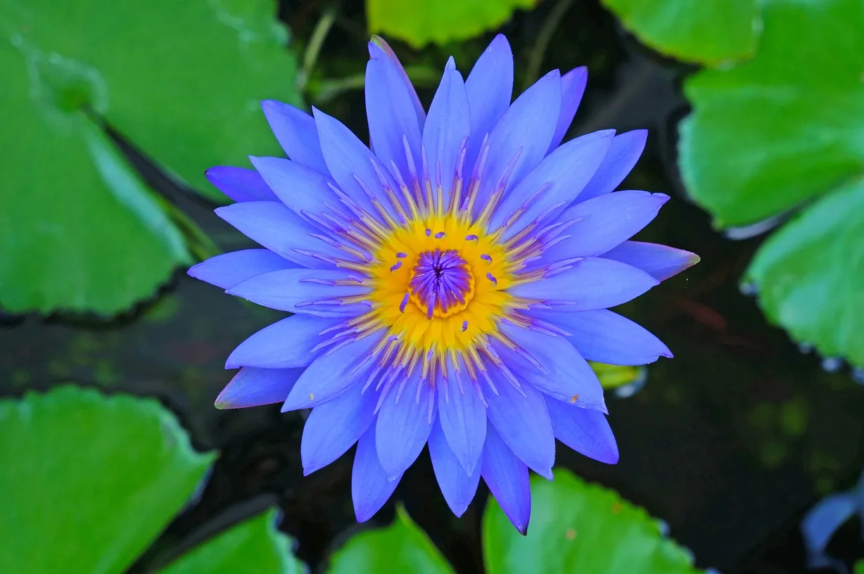 A lotus blossom opening above calm water