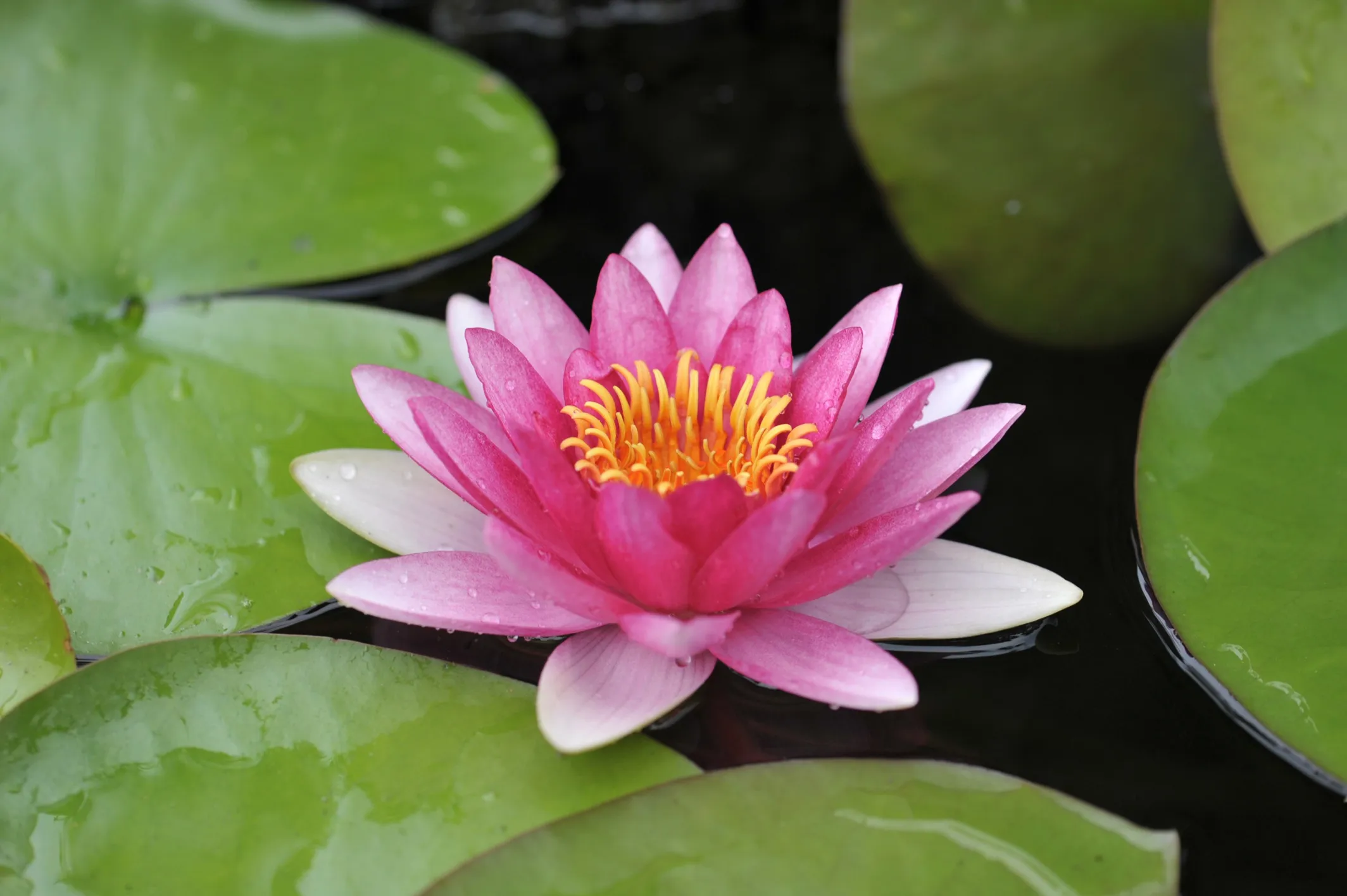 A lotus flower in soft natural light
