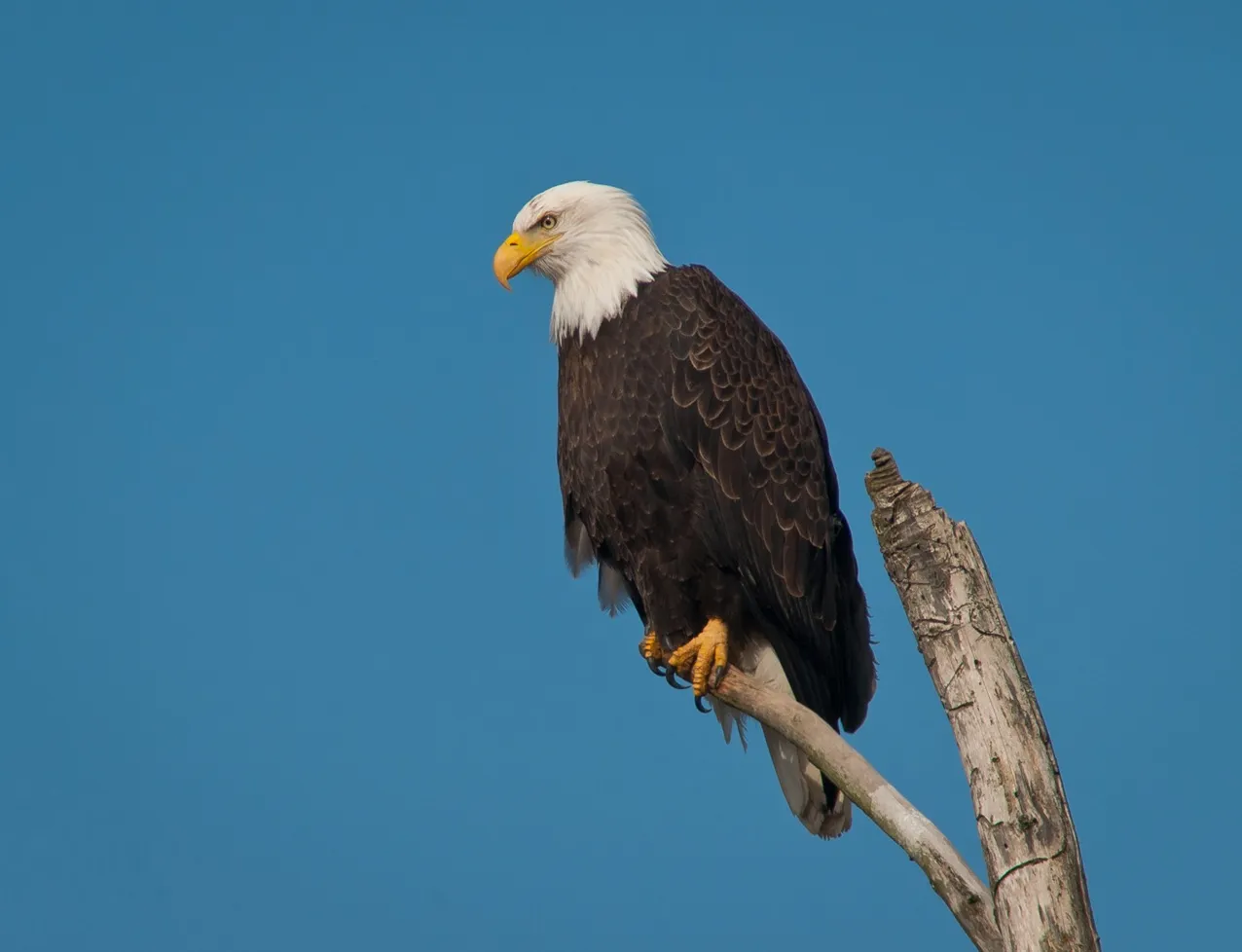 A bald eagle in the wild in Washington State