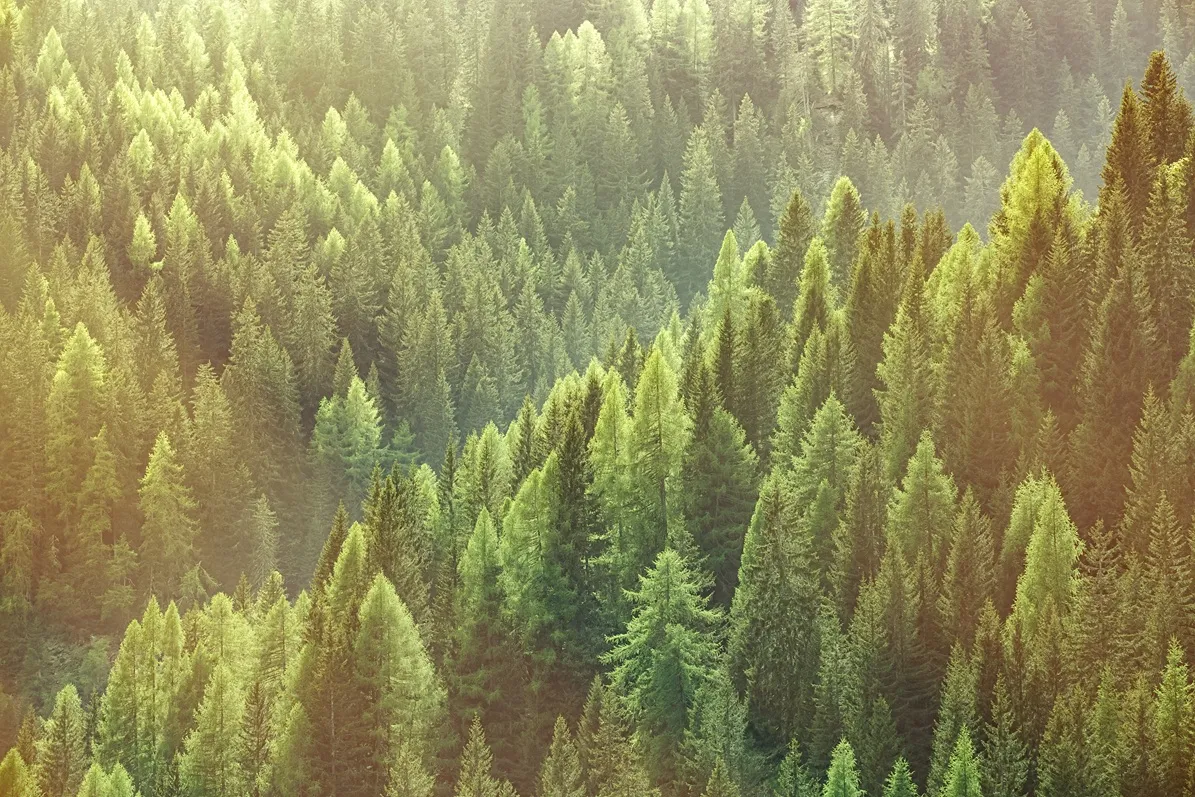 Evergreen forest in the Pacific Northwest