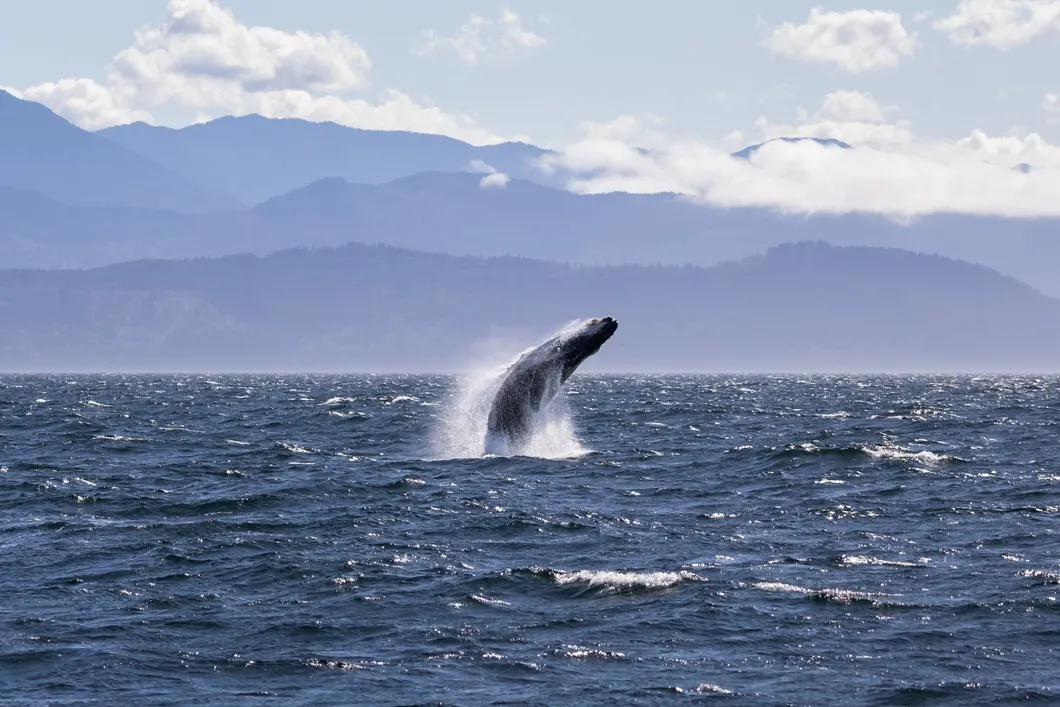 A humpback whale in the Salish Sea of Washington State