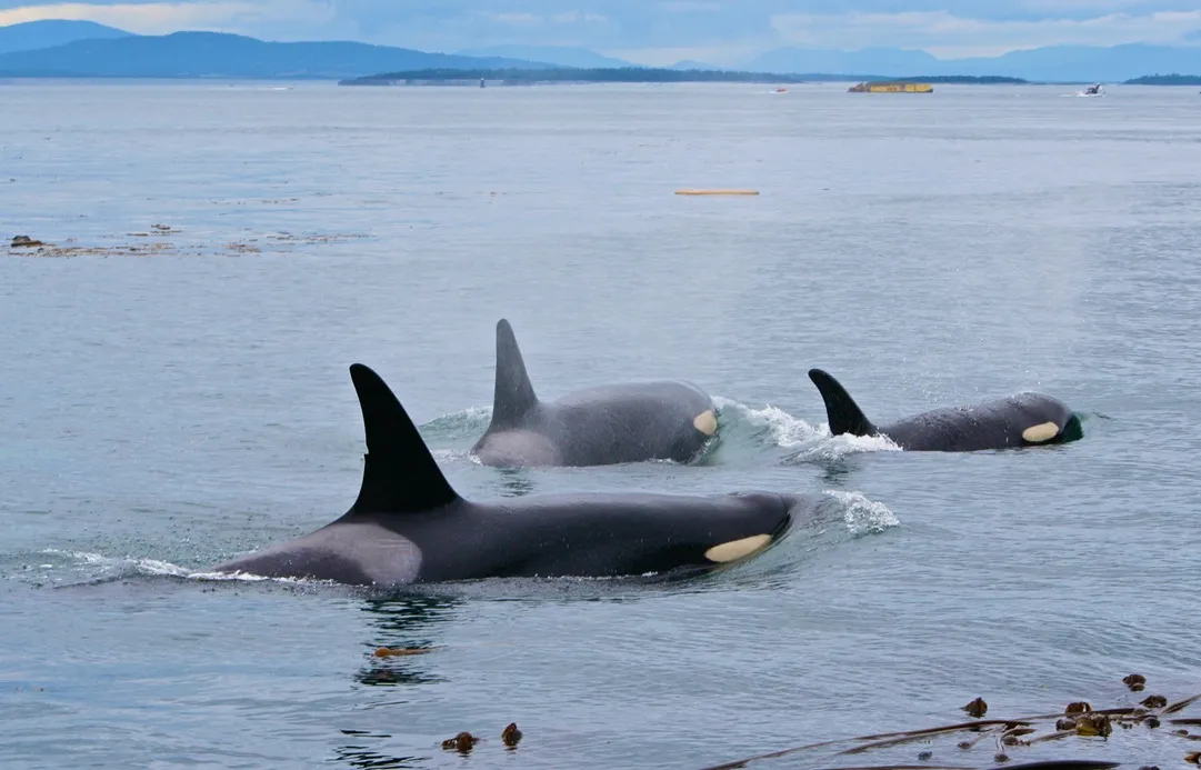 Orca whales in the Salish Sea of Washington State