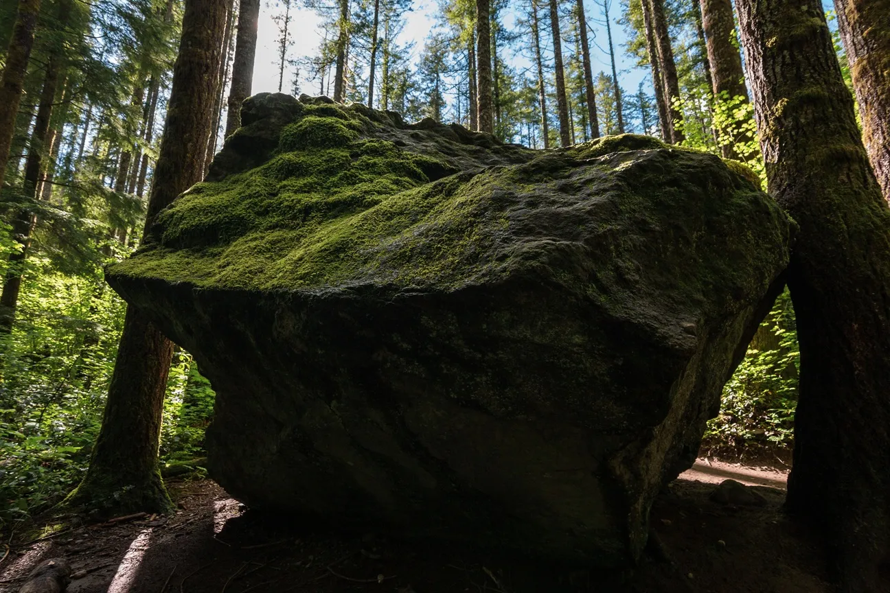 A large moss-covered boulder in a sunlit Pacific Northwest forest