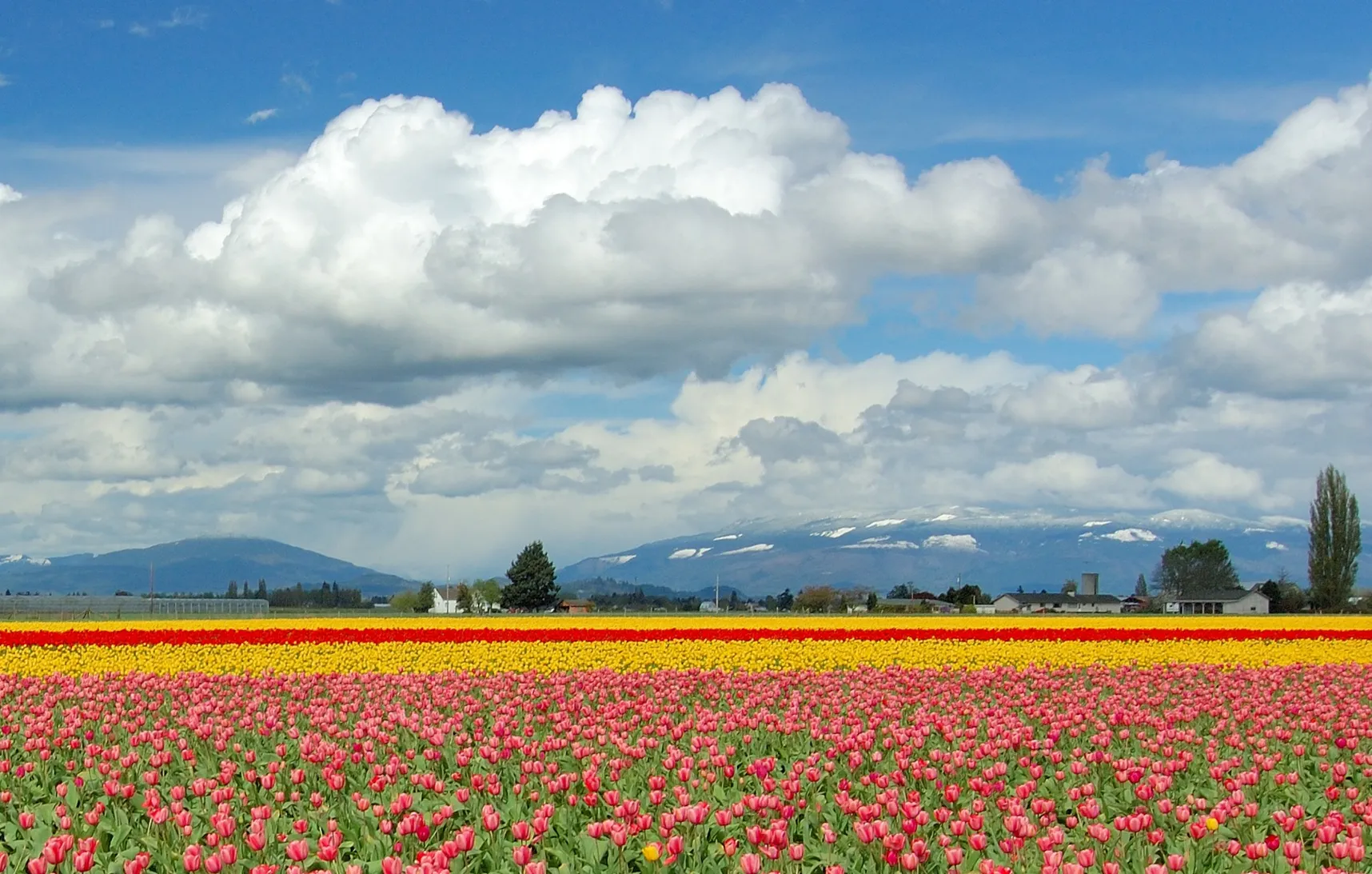 Tulip fields in bloom in the Skagit Valley near Bellingham, Washington