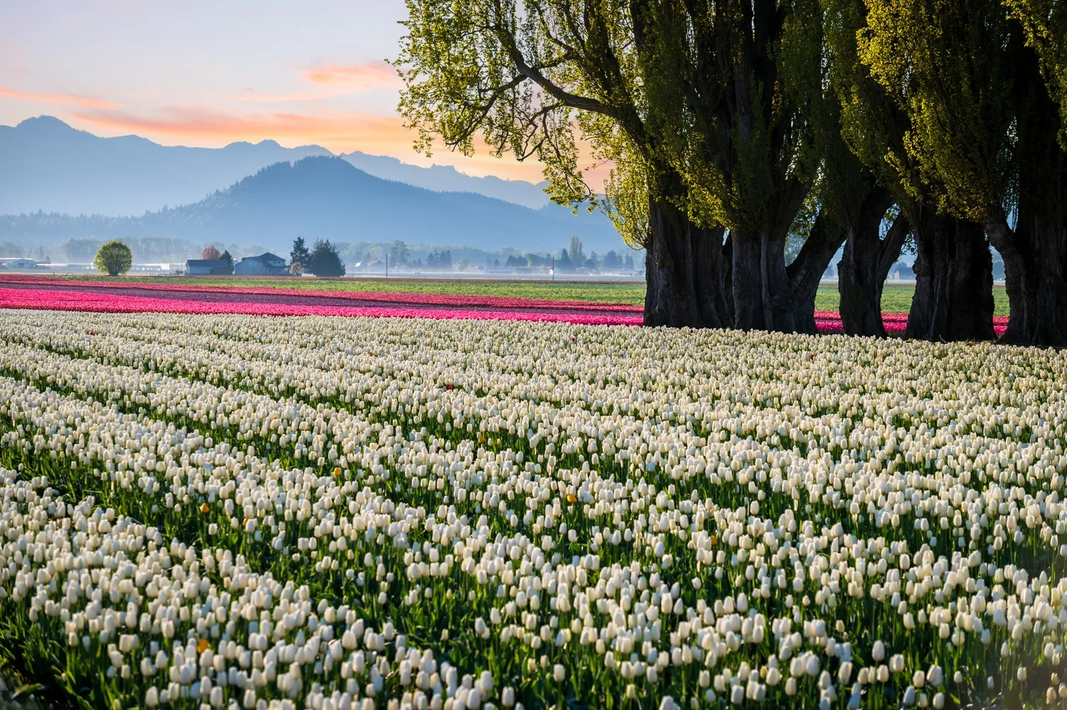 Rows of colorful tulips in the Skagit Valley, Washington