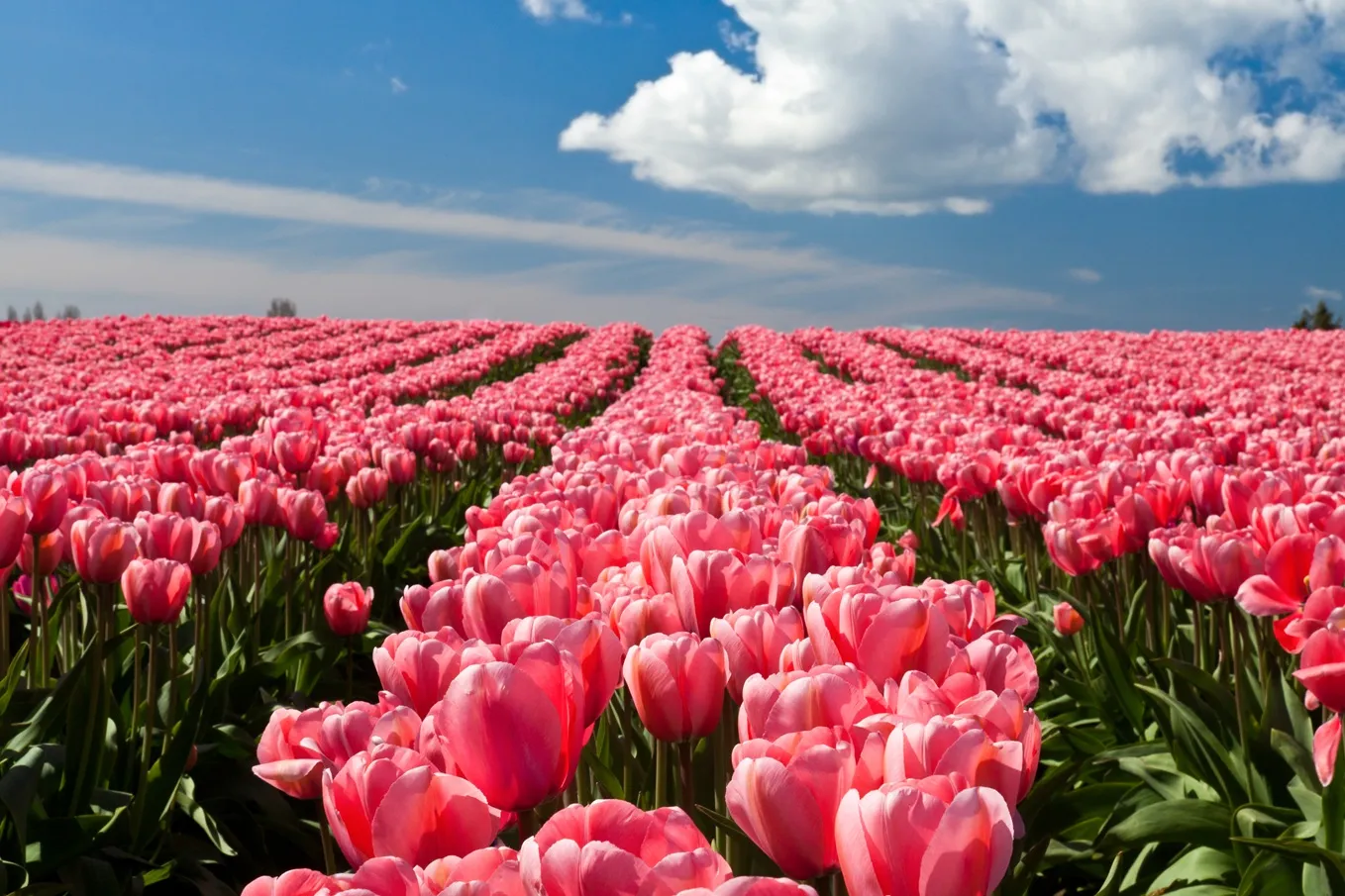 Spring tulips blooming in the Skagit Valley, Washington