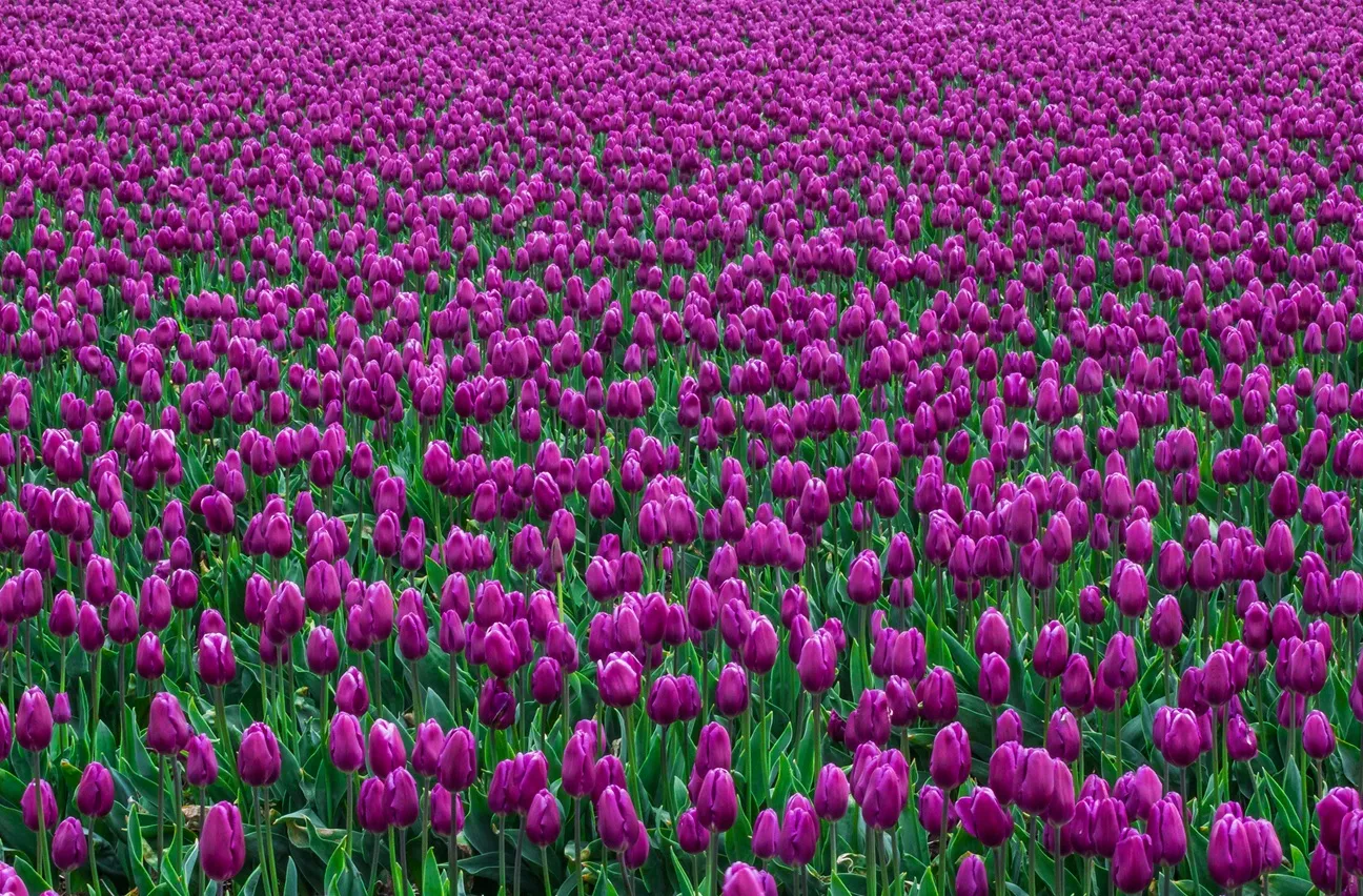A field of tulips in bloom in Washington State