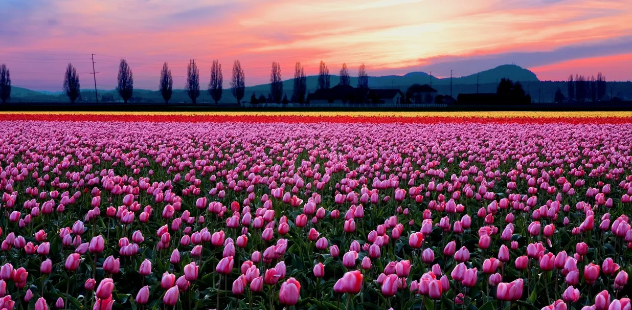 Colorful tulips during the Skagit Valley tulip season, Washington