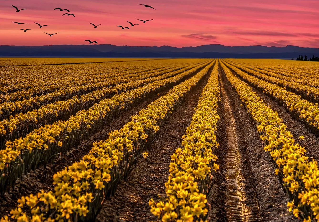 Rows of tulips in the Pacific Northwest